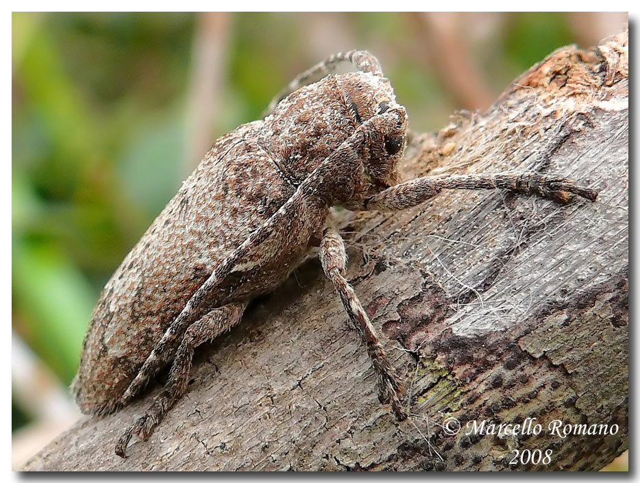  gi tempo di Cerambicidi.....Niphona picticornis